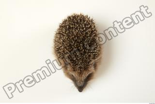 Hedgehog - Erinaceus europaeus  0053